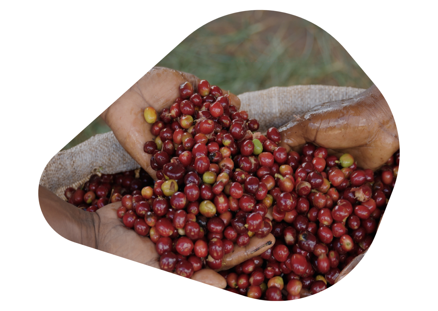 coffee-2-1536×1090 coffee-2-1536x1090